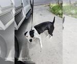 Small American Staffordshire Terrier