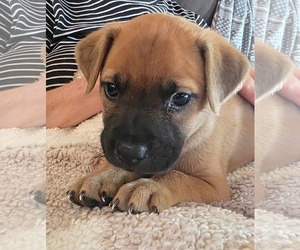 Polly - Female Boxer-Rhodesian Ridgeback Mix Dog for Adoption - Photo #2