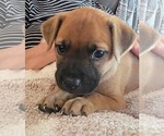 Small Photo #2 Boxer-Rhodesian Ridgeback Mix Puppy For Sale in Holly Springs, NC, USA