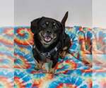 Small #5 Colonial Cocker Spaniel-Dachshund Mix