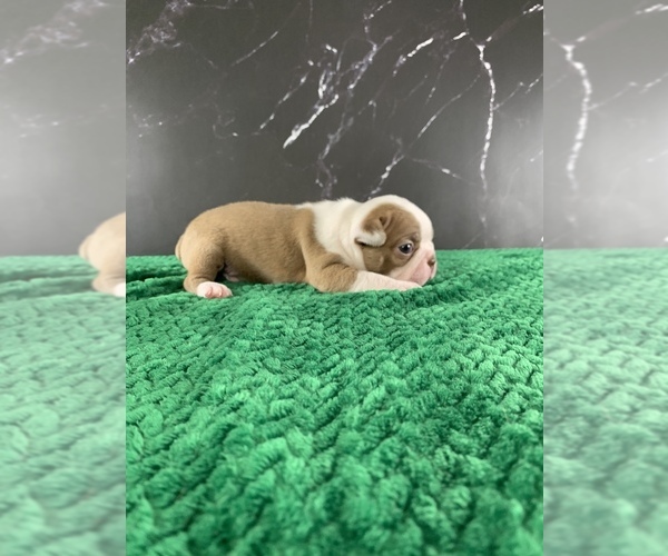 Medium Photo #14 Boston Terrier Puppy For Sale in TULARE, CA, USA