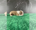 Small Photo #14 Boston Terrier Puppy For Sale in TULARE, CA, USA