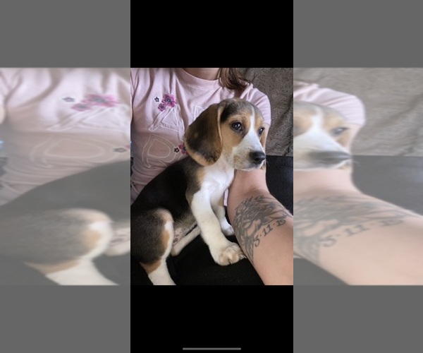 Medium Photo #1 Beagle Puppy For Sale in FLINT, MI, USA
