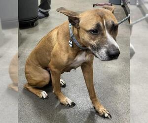 Boxer-Unknown Mix Dogs for adoption in Forestville, MD, USA