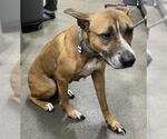 Small Boxer Mix