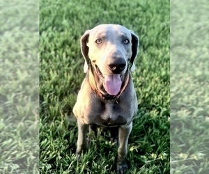Father of the Weimaraner puppies born on 09/03/2019
