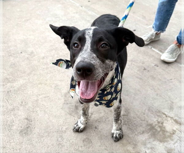 Medium Photo #4 American Staffordshire Terrier-Border Collie Mix Puppy For Sale in phoenix, AZ, USA