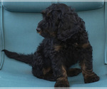 Small Photo #26 Goldendoodle Puppy For Sale in TOPEKA, KS, USA