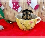 Image preview for Ad Listing. Nickname: Tcup Jilly