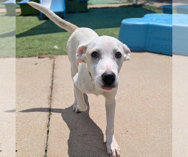 Medium Photo #2 Mutt Puppy For Sale in Vail, AZ, USA