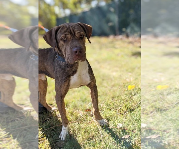 Medium Photo #2 Chinese Shar-Pei-Unknown Mix Puppy For Sale in Woodbury, NY, USA