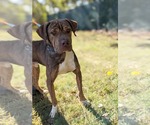 Small #1 Chinese Shar-Pei Mix