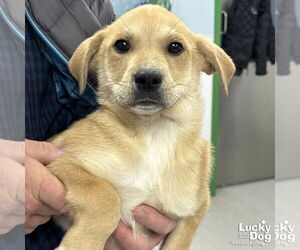 Golden Retriever-Unknown Mix Dogs for adoption in Washington, DC, USA