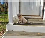 Small #17 Goldendoodle