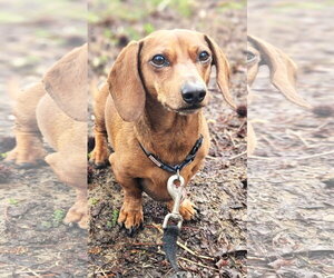 Dachshund Dogs for adoption in Shelbyville, TN, USA
