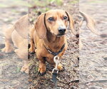 Luke in NC - Male Dachshund Dog for Adoption - Small photo