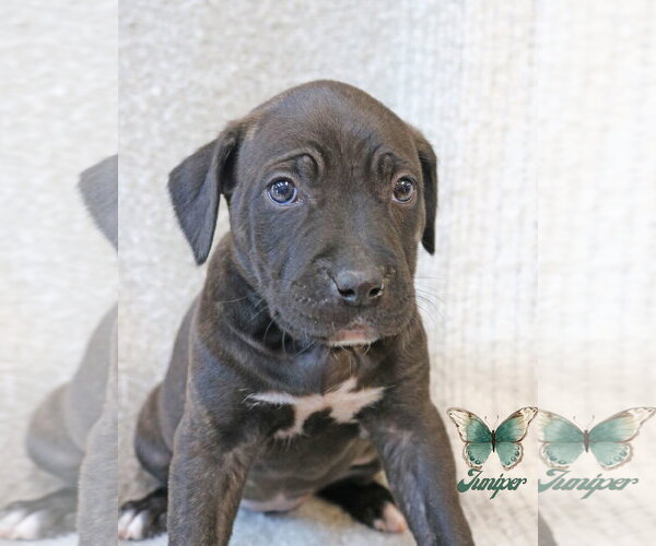 Medium Photo #3 Mastiff-Unknown Mix Puppy For Sale in Wakefield, RI, USA