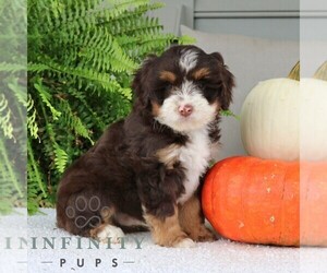 Bernedoodle (Miniature) Puppy for sale in NARVON, PA, USA