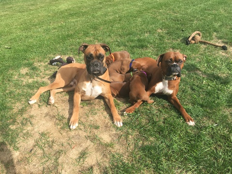 Medium Photo #1 Boxer Puppy For Sale in INDIANAPOLIS, IN, USA