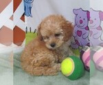Small #6 Cavapoo