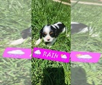 Puppy Rain Cavalier King Charles Spaniel