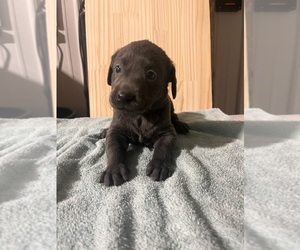 Medium Labrador Retriever