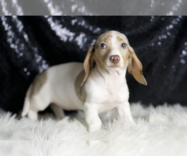 Medium Photo #87 Dachshund Puppy For Sale in WARSAW, IN, USA
