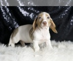 Small #2 Dachshund