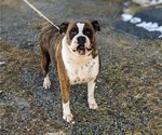 Small Photo #4 Boxer Puppy For Sale in ELKTON, MD, USA
