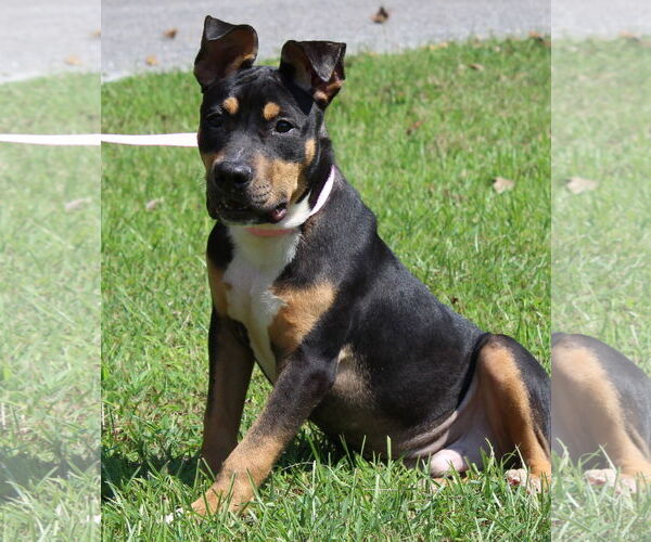 Medium Photo #4 Mutt Puppy For Sale in Prattville, AL, USA