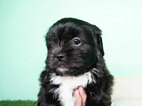Small Photo #4 Shih Tzu Puppy For Sale in FULLERTON, CA, USA