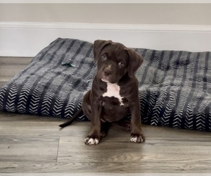 American Bully Puppy for sale in CENTREVILLE, VA, USA