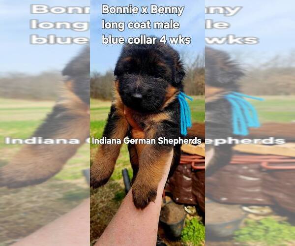 Medium Photo #11 German Shepherd Dog Puppy For Sale in CHRISNEY, IN, USA