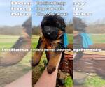 Small Photo #11 German Shepherd Dog Puppy For Sale in CHRISNEY, IN, USA