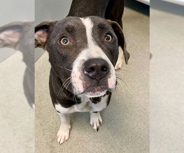 Medium Photo #1 Mutt Puppy For Sale in Fayetteville, NC, USA