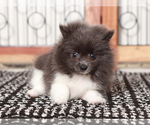 Small #1 Pomeranian