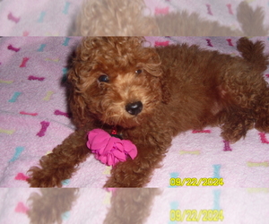 Poodle (Toy) Puppy for sale in DULUTH, GA, USA