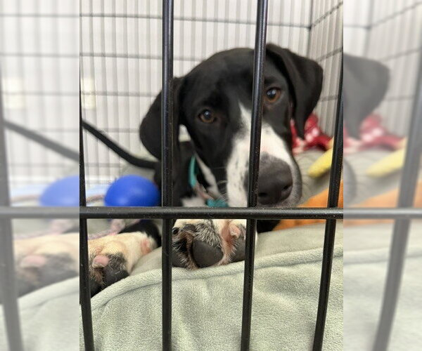 Medium Photo #6 Labrador Retriever-Unknown Mix Puppy For Sale in Lakewood, CO, USA