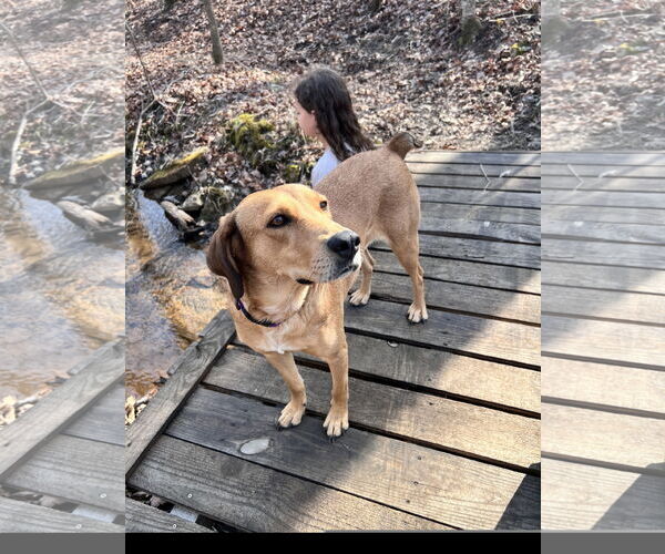 Medium Photo #3 Mutt Puppy For Sale in Tracy City, TN, USA