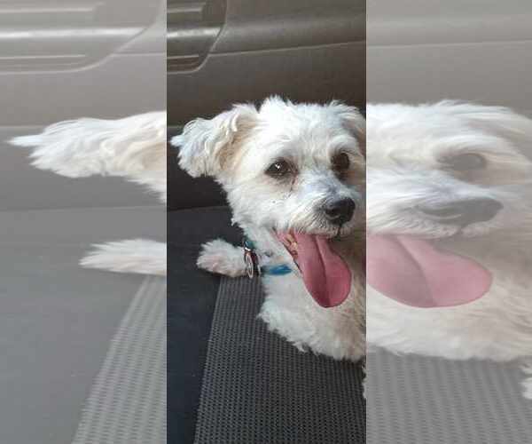 Medium Photo #2 Maltese-Unknown Mix Puppy For Sale in Gibbstown, NJ, USA