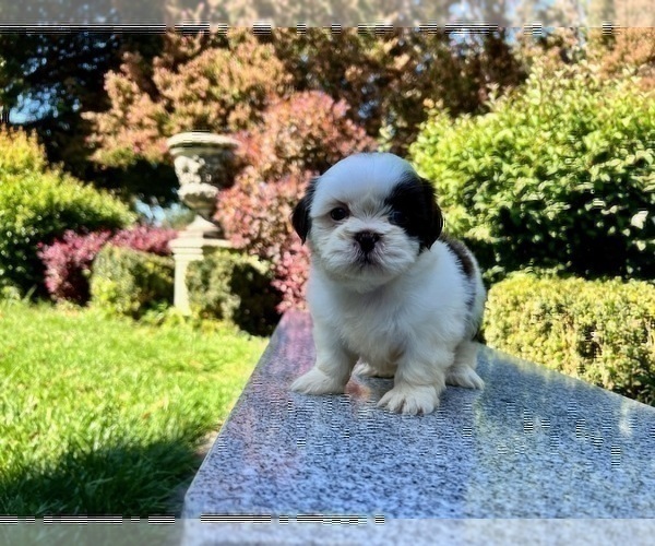 Medium Photo #13 Shih Tzu Puppy For Sale in HAYWARD, CA, USA