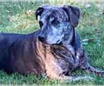 Small #26 Catahoula Leopard Dog Mix