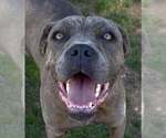 Small Photo #2 Mutt Puppy For Sale in La Verne, CA, USA