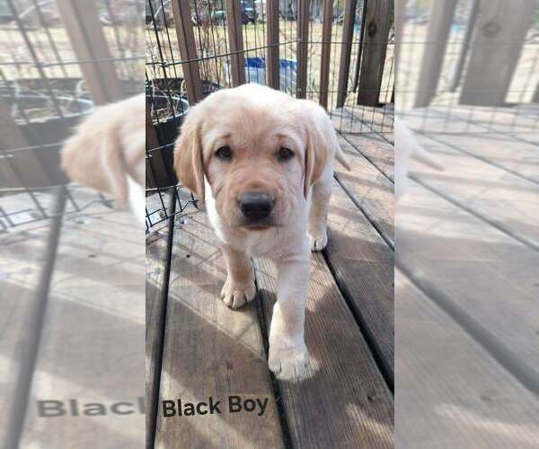 Medium Photo #3 Labrador Retriever Puppy For Sale in CUSTER, WI, USA