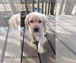 Small #2 Labrador Retriever