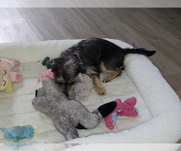 Medium Photo #3 Mutt Puppy For Sale in Phoenix, AZ, USA