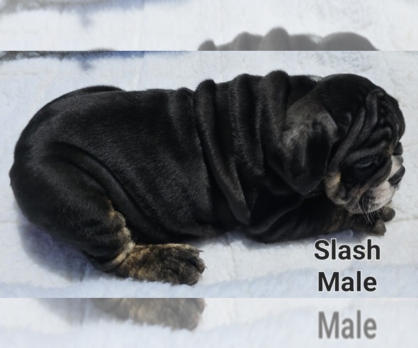 Medium Photo #6 Bulldog Puppy For Sale in FRESNO, CA, USA