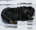 Small Photo #6 Bulldog Puppy For Sale in FRESNO, CA, USA