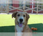 Small #2 Australian Retriever