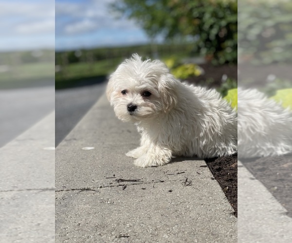 Medium Photo #4 Havanese Puppy For Sale in CANOGA, NY, USA